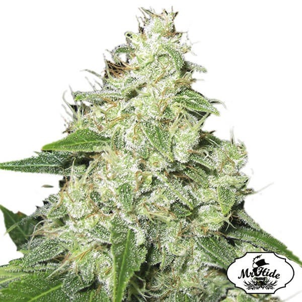 Visualizzazione Mr. Sour-R di Mr Hide Seeds femminilizzata.