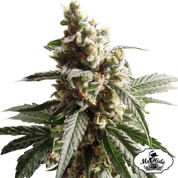 Visualizzazione Mr.Mango Crack by MrHide Seeds femminilizzata