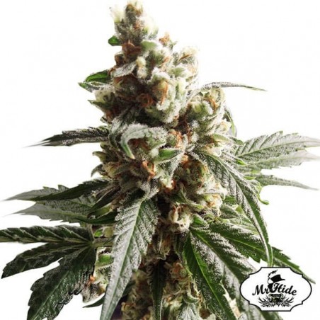Mr.Mango Crack by MrHide Seeds femminilizzata