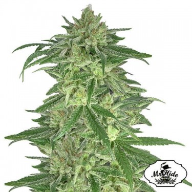 Mr. Gorilla Cream di Mr. Hide Seeds - Grow Barato