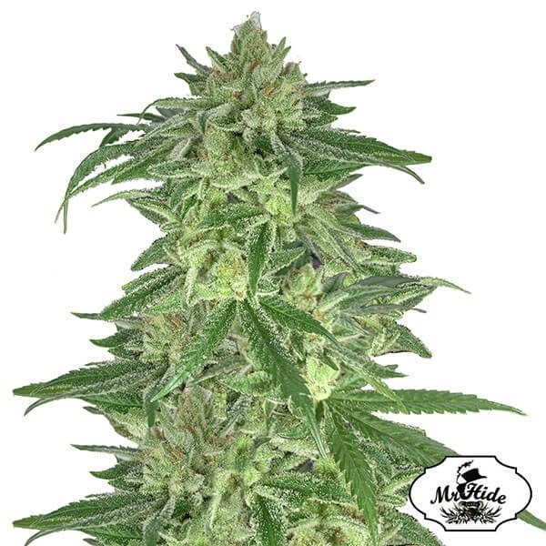 Visualizzazione Mr. Gorilla Cream di Mr. Hide Seeds - Grow Barato