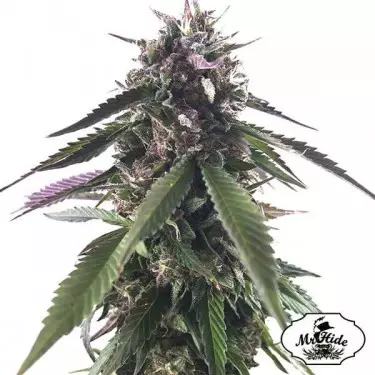 Mr. Blueberry Bud del banco Mr. Hide Seeds.