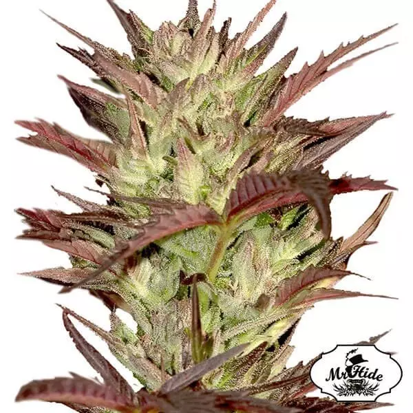 Visualizzazione Mr. Jekyll Kush Mr. Hide Seeds Femminilizzata