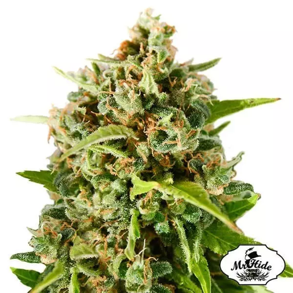 Visualizzazione Mr. Mother Earth Mr Hide 100% femminilizzata.