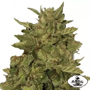 Mr. California Pearl Mr Hide femminilizzata.