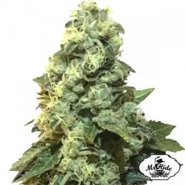 Mr. 420K di Mr Hide Seeds femminilizzata.