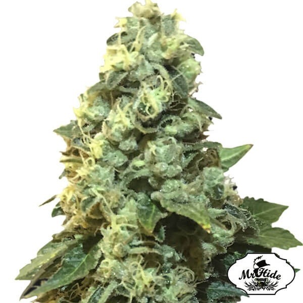 Visualizzazione Mr. 420K di Mr Hide Seeds femminilizzata.