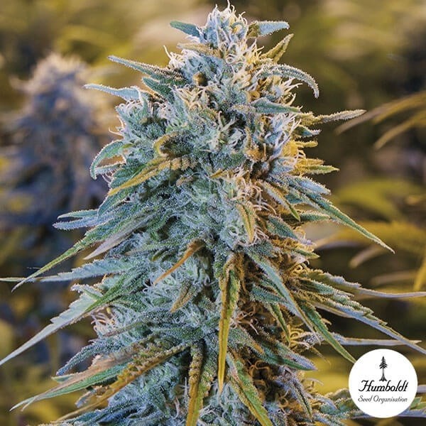 Visualizzazione Blue Dream Femminizzata Humboldt | Semi Originali