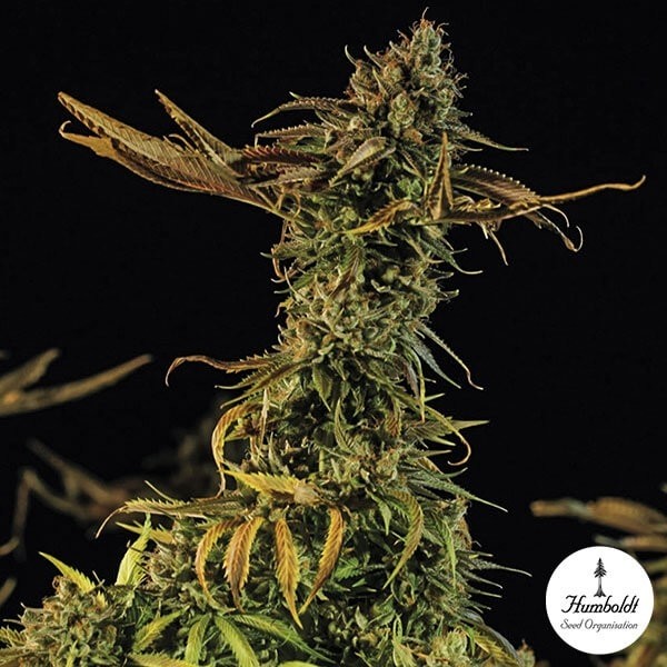 Visualizzazione Blueberry Headband Femm. di Humboldt Seeds.