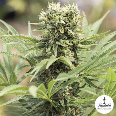 Dedoverde Haze