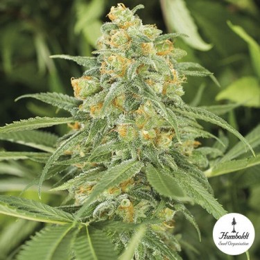 Green Crack 2.0 di Humbolt Seed Organization.