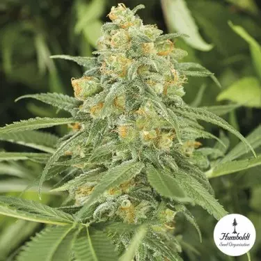 Green Crack 2.0 di Humbolt Seed Organization.