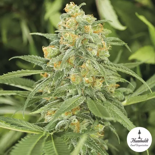 Visualizzazione Green Crack 2.0 di Humbolt Seed Organization.