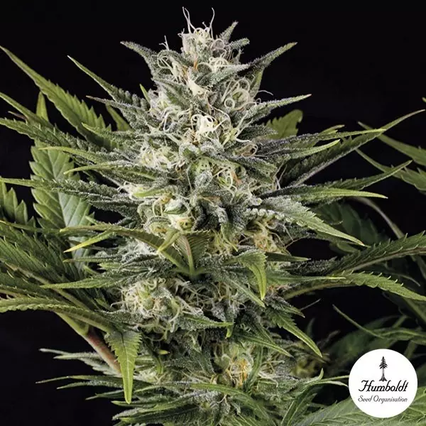 Visualizzazione Pineapple Skunk Femm. di Humboldt Seeds.