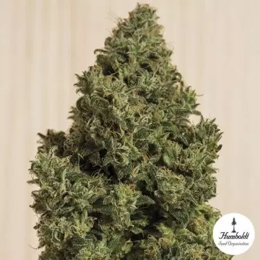 Blue Dream CBD Humboldt Seeds femminilizzata.