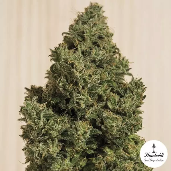 Visualizzazione Blue Dream CBD Humboldt Seeds femminilizzata.