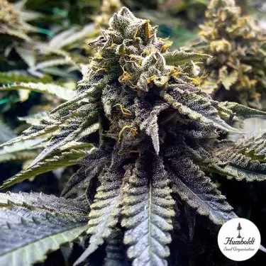 Chocolate Mint OG 2.0 di Humboldt Seeds
