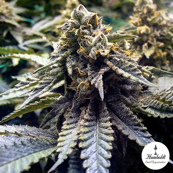 Chocolate Mint OG 2.0 di Humboldt Seeds