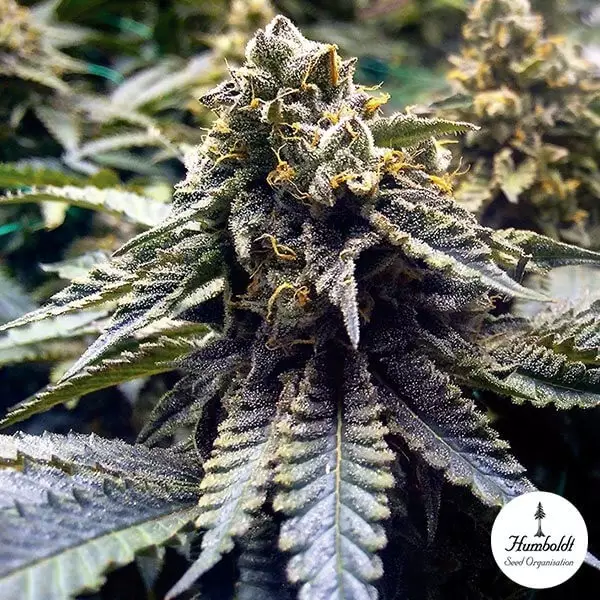 Visualizzazione Chocolate Mint OG 2.0 di Humboldt Seeds