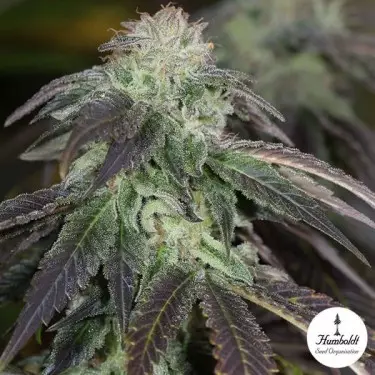 Og Kush Femm. Humboltd Seeds Organization.