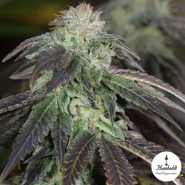 Visualizzazione Og Kush Femm. Humboltd Seeds Organization.