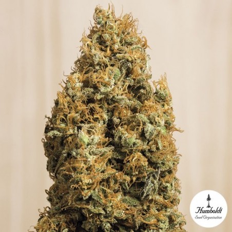 Green Crack CBD femm. di Humboldt Seeds.