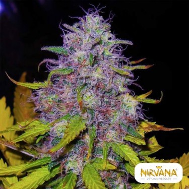 Visualizzazione Jock Horror planta de marihuana