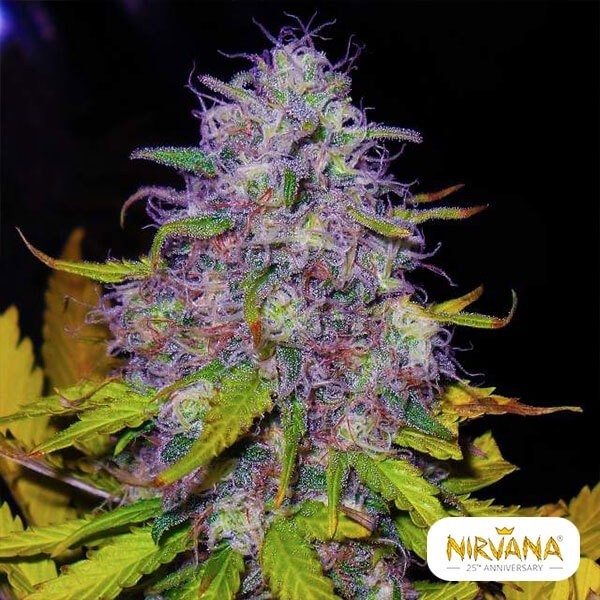 Visualizzazione Jock Horror planta de marihuana