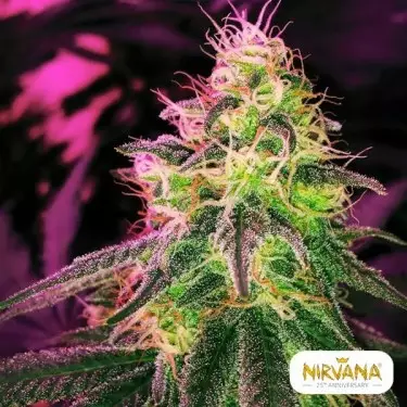 Blackjack di Nirvana Seeds femminilizzata.