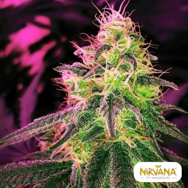 Visualizzazione Blackjack di Nirvana Seeds femminilizzata.