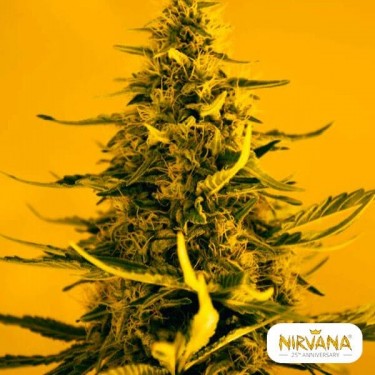 White Widow