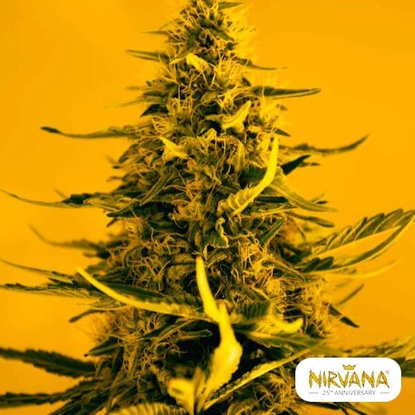 Visualizzazione White Widow planta de marihuana