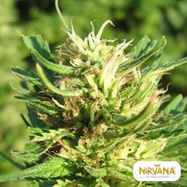 Visualizzazione Super Skunk planta de marihuana
