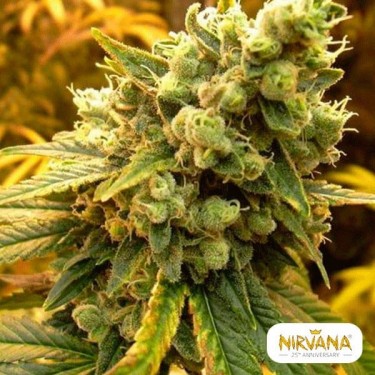 Sativa's Sour Diesel