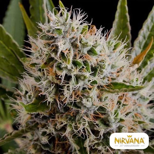 Visualizzazione Lithium OG Kush
