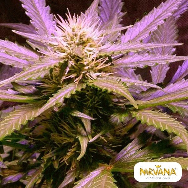 Visualizzazione Lemon OG Haze planta de marihuana