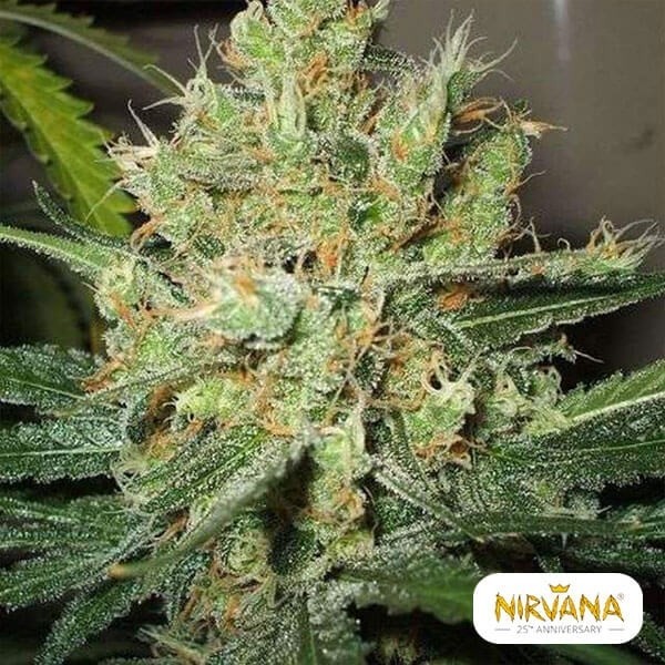 Visualizzazione Pure Power Plant planta de marihuana