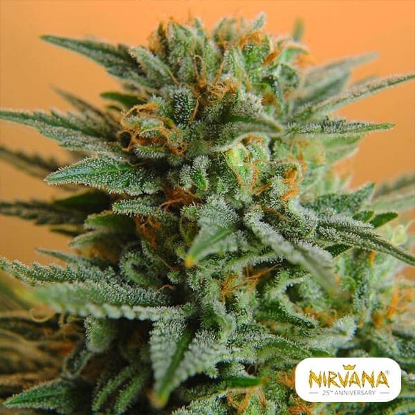 Visualizzazione PPP planta de marihuana