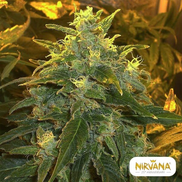 Visualizzazione Northern Light planta de marihuana