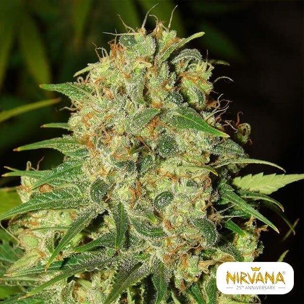 Visualizzazione Master Kush planta de marihuana