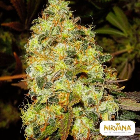 Pianta di marijuana Ice