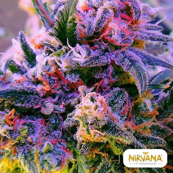 Visualizzazione Aurora Indica planta de marihuana