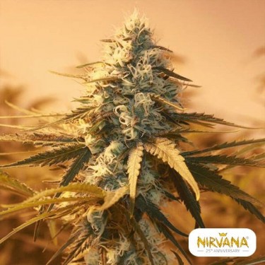 Ak 48 - Serious Seeds