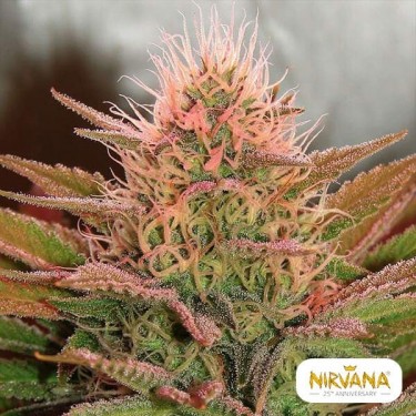 Visualizzazione Bubblelicious planta de marihuana