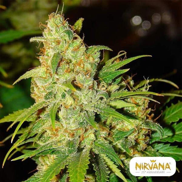 Visualizzazione Bubblelicious Autofloreciente planta de marihuana