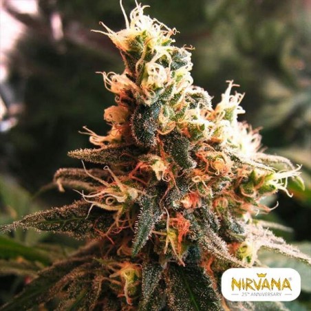 Pianta di marijuana Jock Horror Autofiorentes
