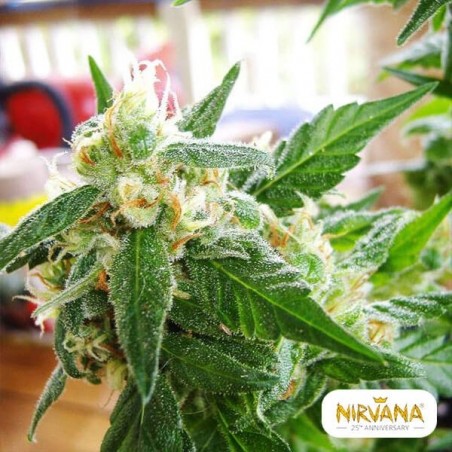 Pianta di marijuana autofiorente Ak 48