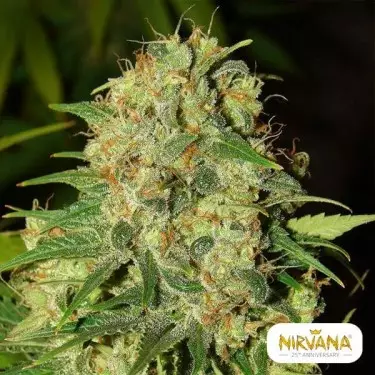 Master Kush regular planta de marihuana