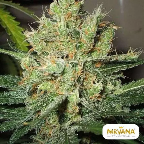 Visualizzazione Pure Power Plant regular planta de marihuana