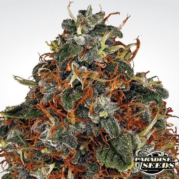 Visualizzazione Space Cookies planta de marihuana